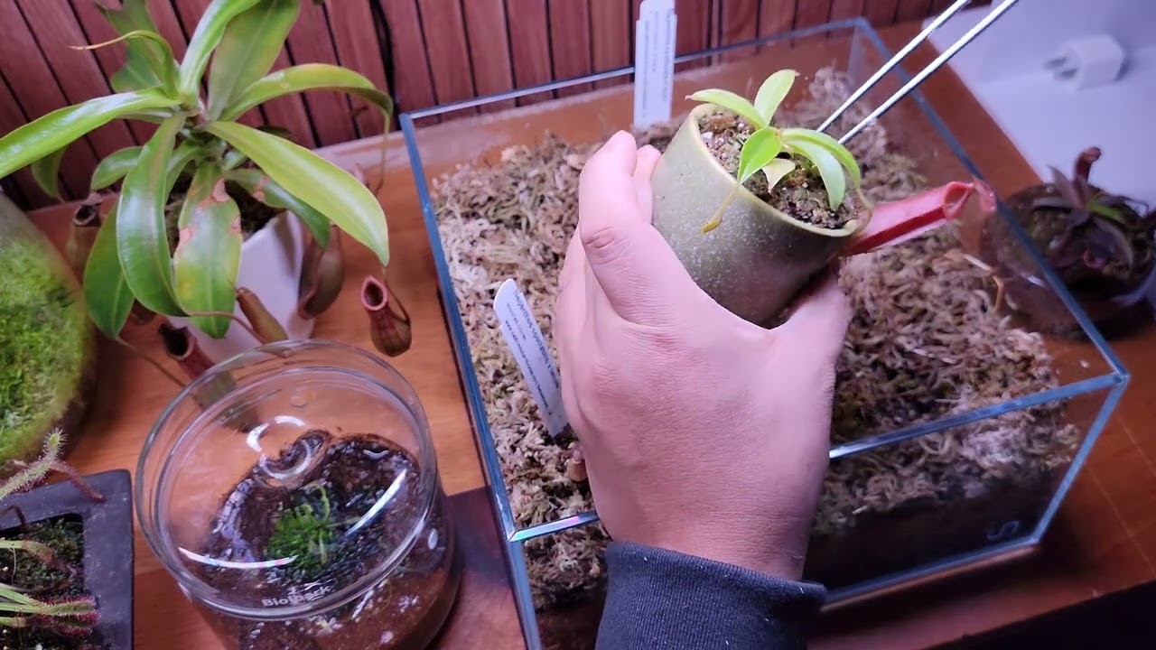 Nepenthes Set up #bograrium #carnivorousplants #plants #houseplants ##diy #hobby