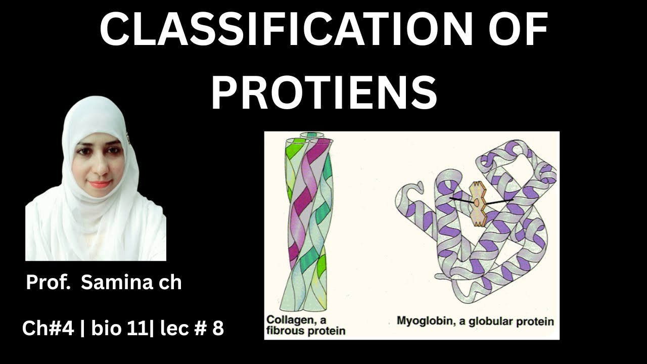 Classification of Proteins | Simple Explanation 