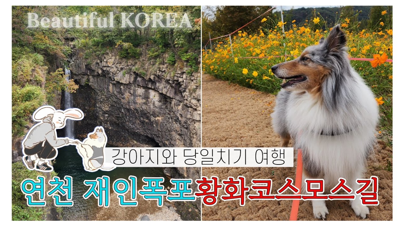 강아지와 당일치기 여행  ~ 연천 재인폭포  황화코스모스길 을 걷다 ~ BGM 9분명상클래식