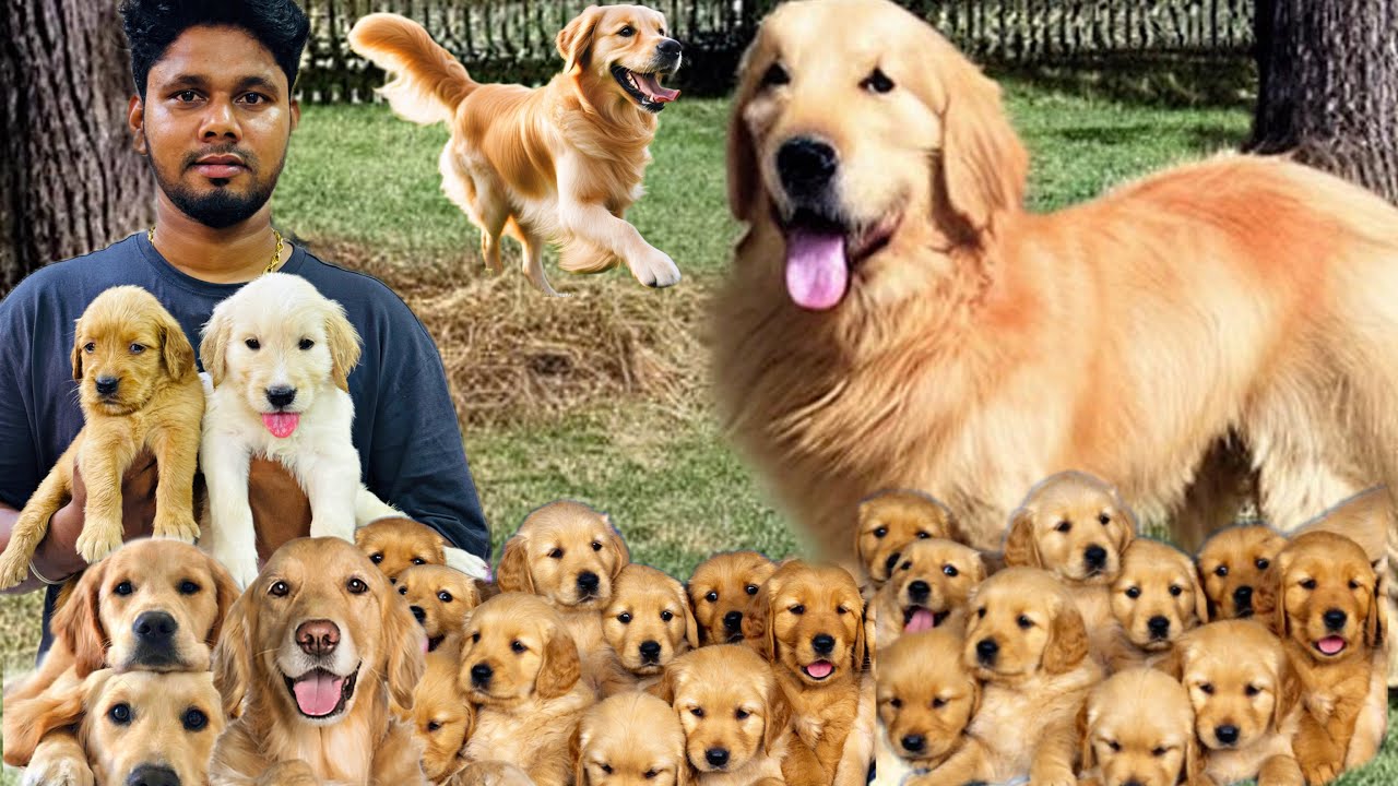World Smartest Dog Golden Retriever Puppies | Chennai Golden Pets 🐕 | Top Quality Puppies