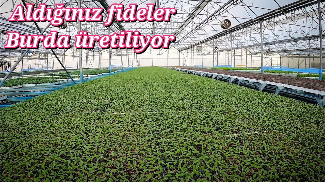 Tarsus fide modern fide üretim tesisi fide üretim süreci domates biber patlıcan karpuz kavun marul