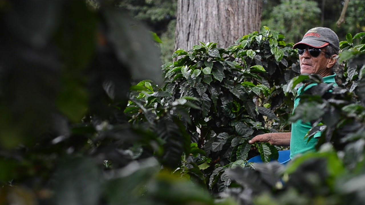 Coffee Finca - Mercanta