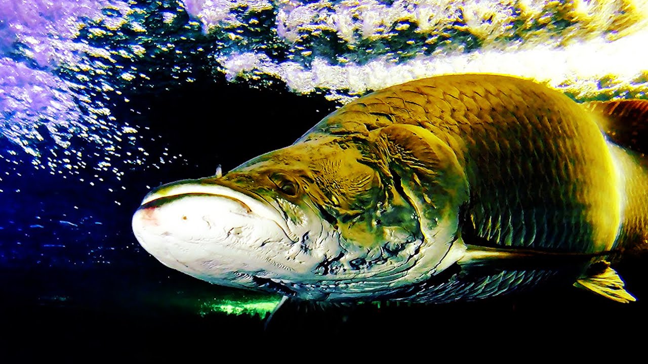 アマゾン川に棲む奇妙な魚10選