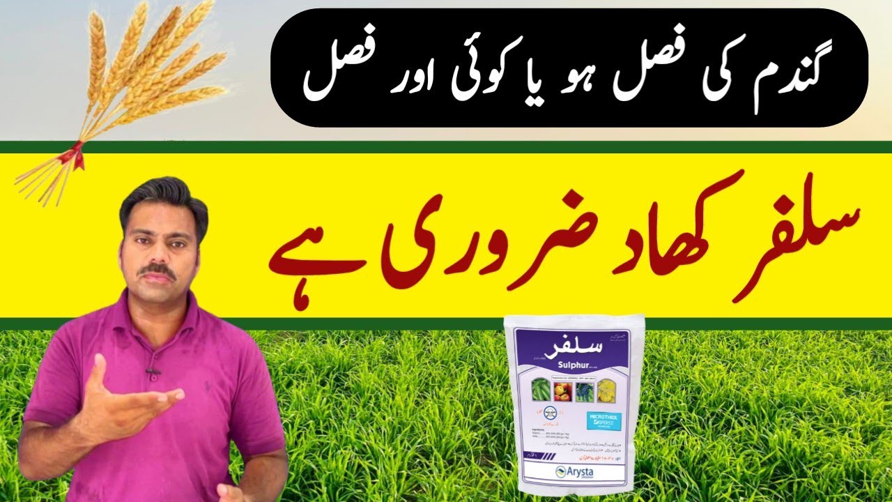 Sulphur use in wheat crop | How to apply sulphur in agricultural crops | Abid Ali Agrarian