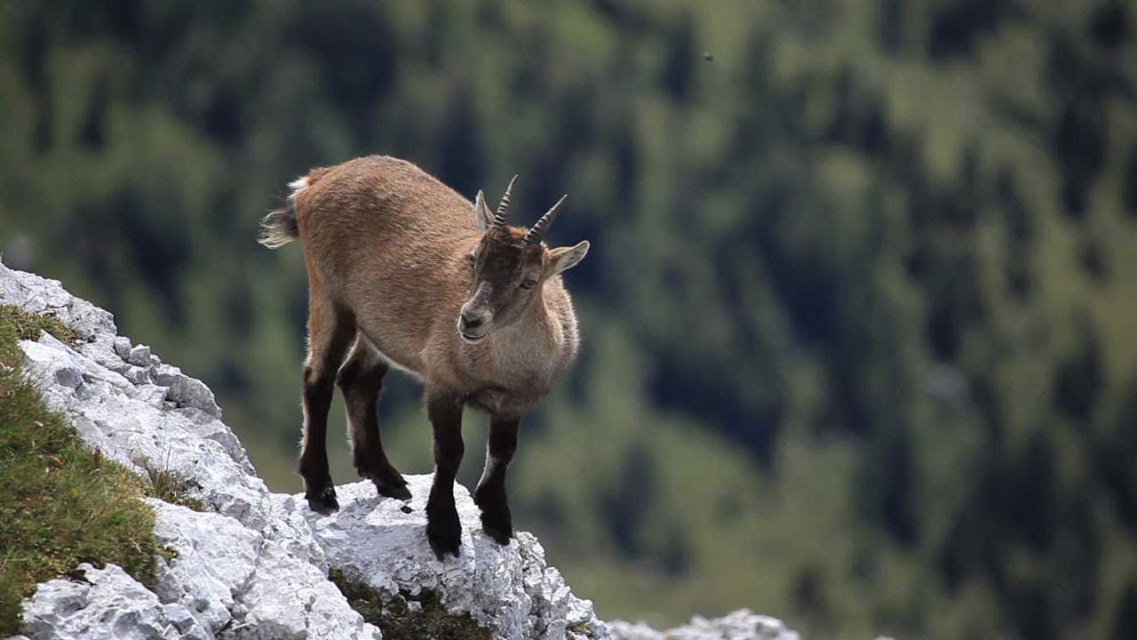 I parchi e le riserve naturali del Friuli Venezia Giulia