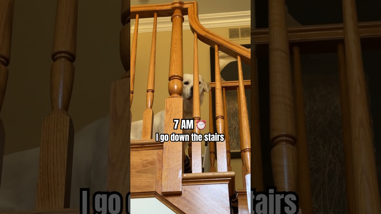Our Dogs Morning Routine 🐶 #goldenretriever #shortsviral #doglover