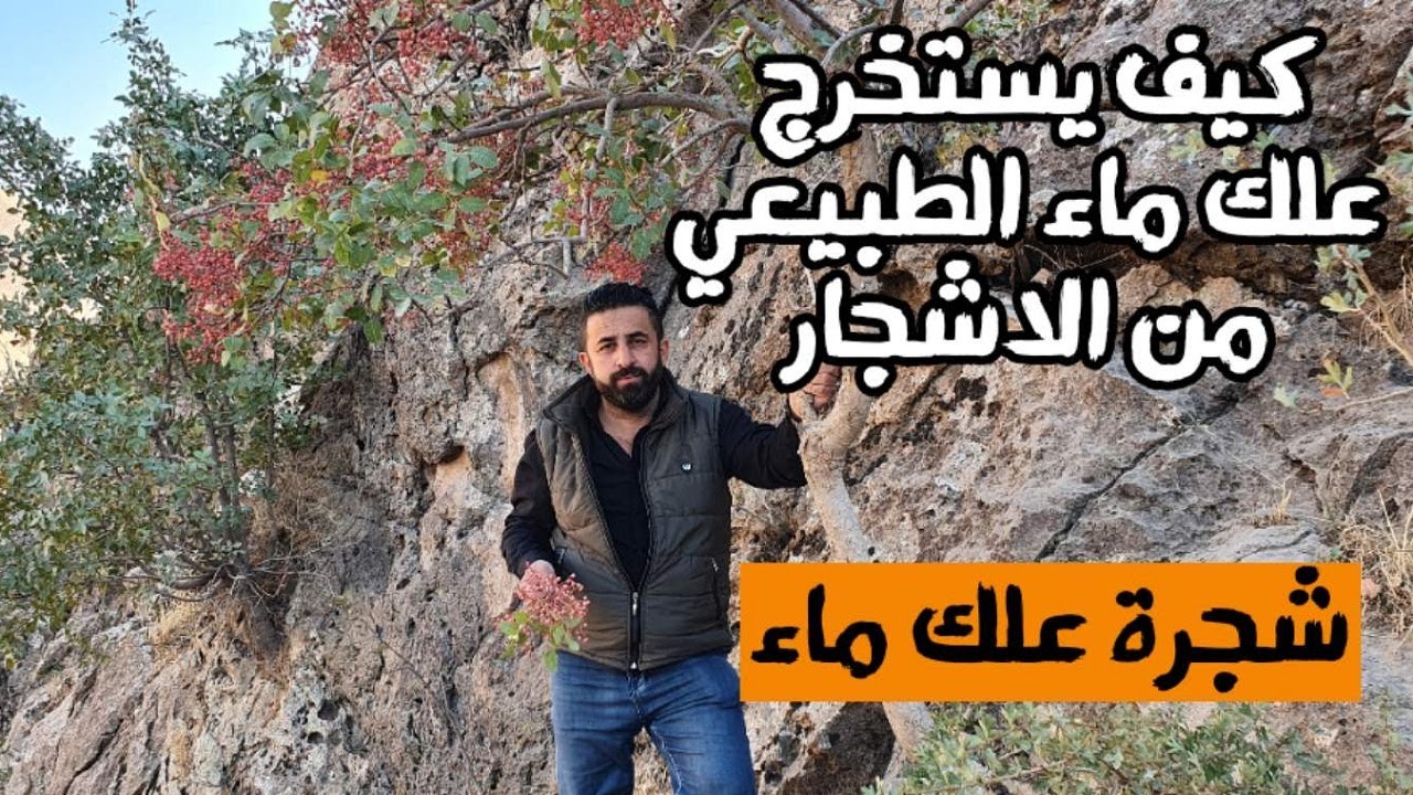 شاهد كيف يتم استخراج علج مي الاصلي من جبال السليمانية