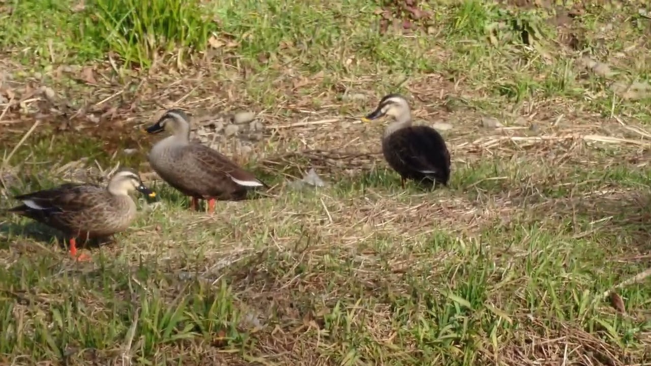 20260216 #birds #鳥 #nature #カモ #duck 