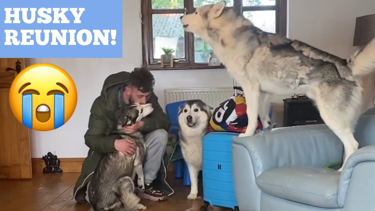 BEST HUSKY REUNION EVER!!