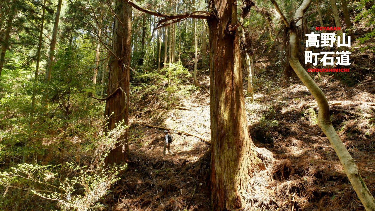 高野山 町石道  和歌山県九度山町 慈尊院から高野山へハイキング 2025 5月上旬 字幕有