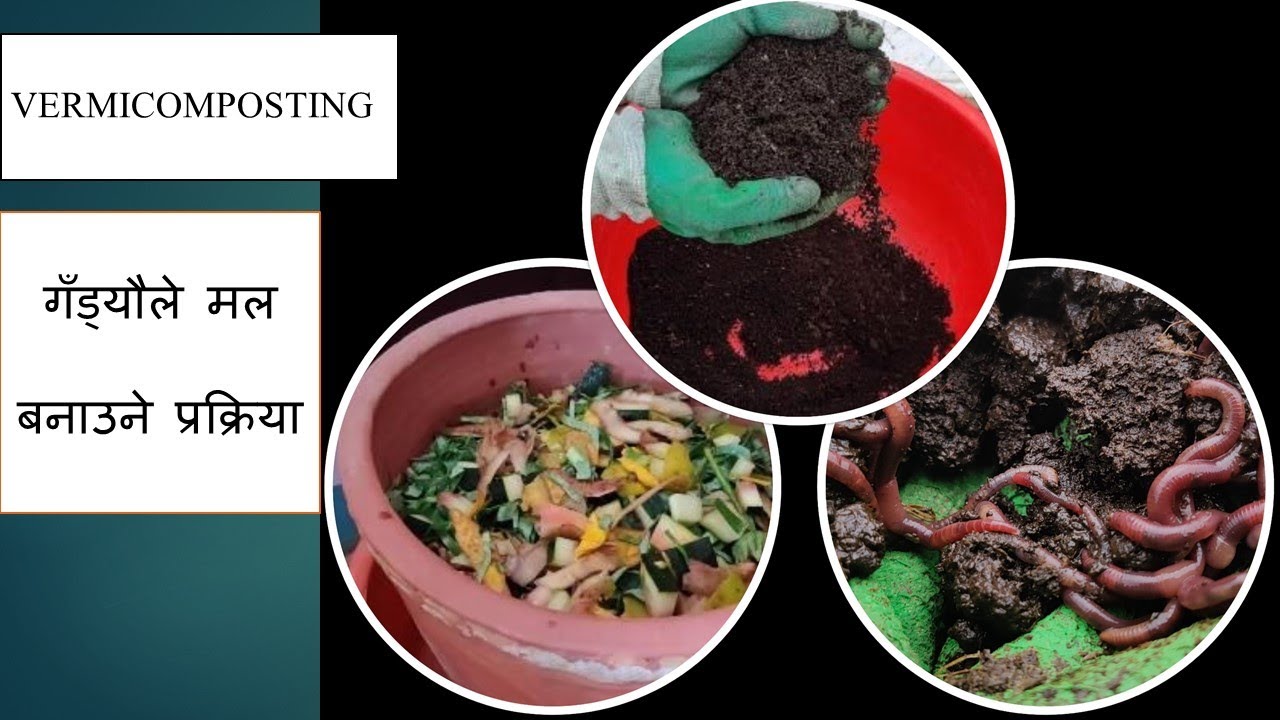 Easy Vermicomposting at home / गँड्यौले मल बनाउने प्रक्रिया/Kausi kheti/Rooftop Farming