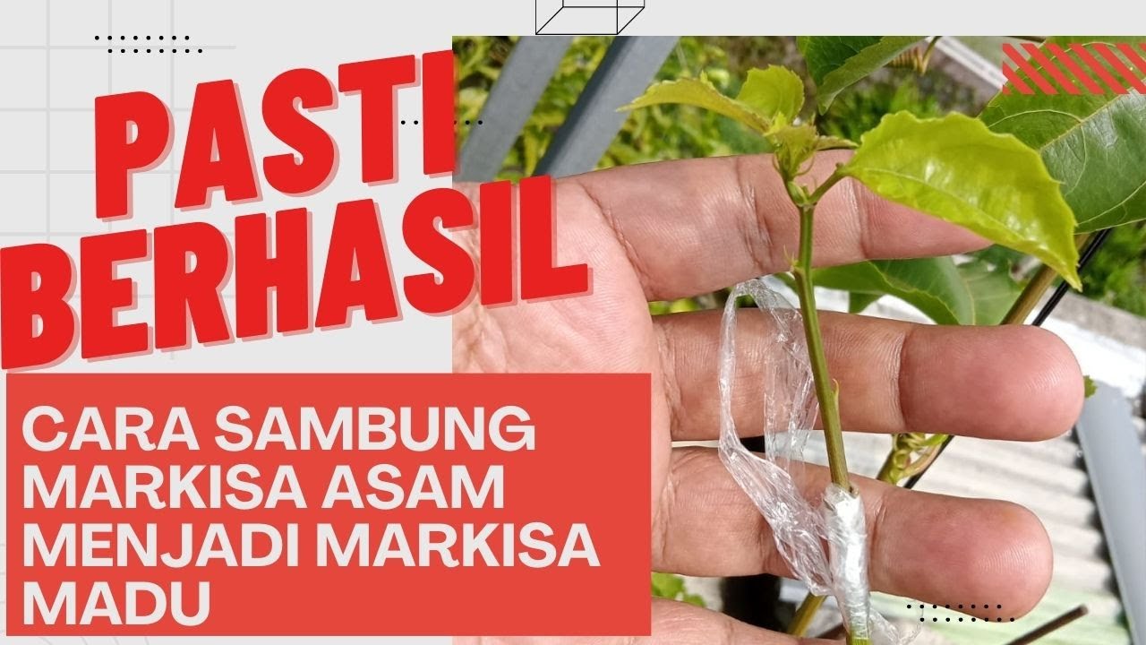 PUNYA MARKISA ASAM RASANYA JANGAN DITEBANG DULU - TUTORIAL SAMBUNG MARKISA MADU