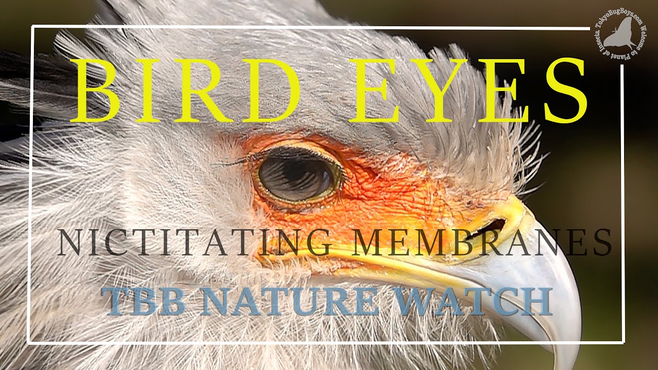 鳥たちの眼２ / Bird Eyes 2　◆4K◆