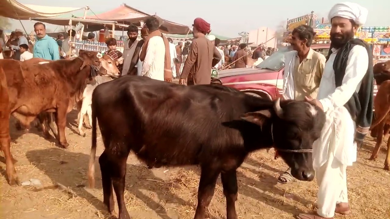 منڈی پے کٹے اور کٹیاں قیمت بہت کم