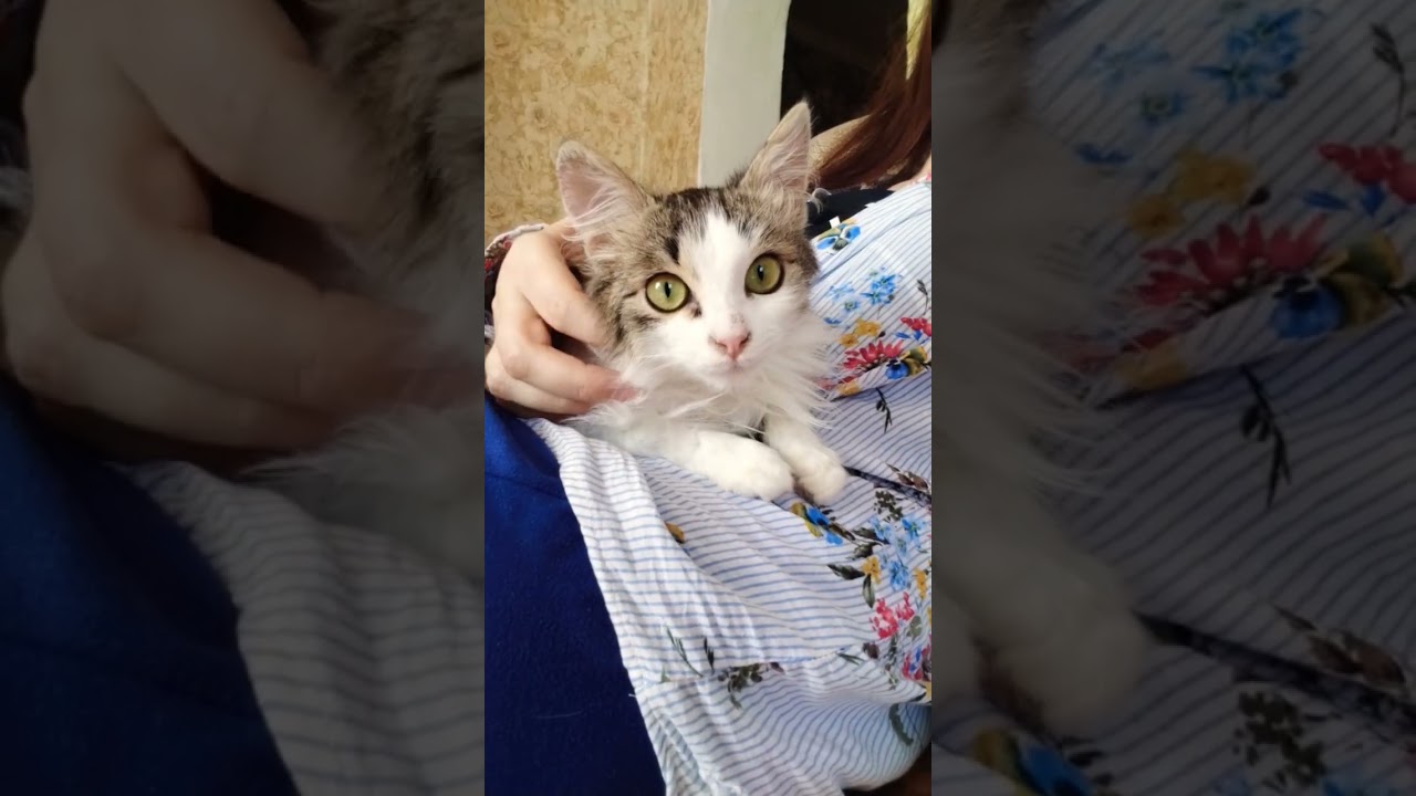 Красотка #милота #животныесмешные #cat #юмор