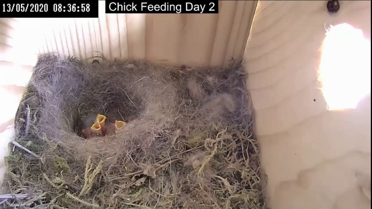 Cat Attacks Nest Full of Great Tit Chicks at Wigan, UK - 5.13.20
