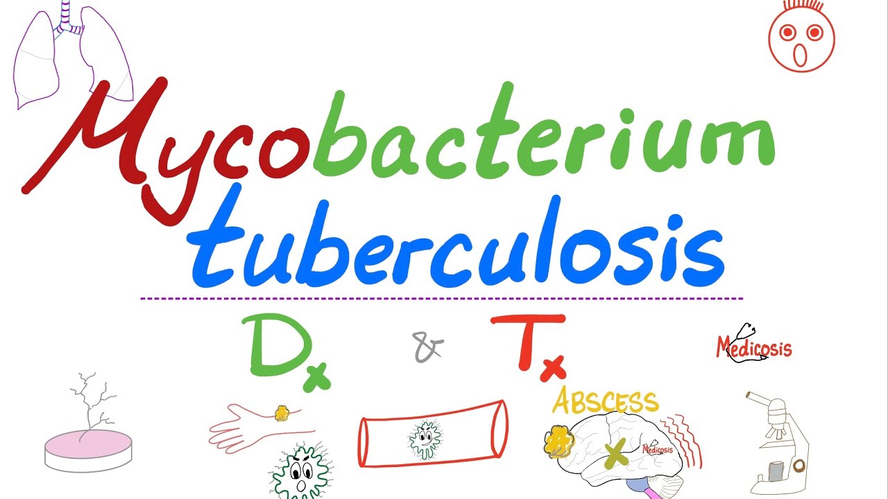 Mycobacterium tuberculosis (TB) — Diagnosis and Treatment — Microbiology 🧫