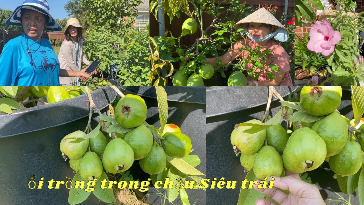 Đến thăm vườn trái cây, trồng trong chậu siêu trái, 🙋‍♂️❤️🥰# 111