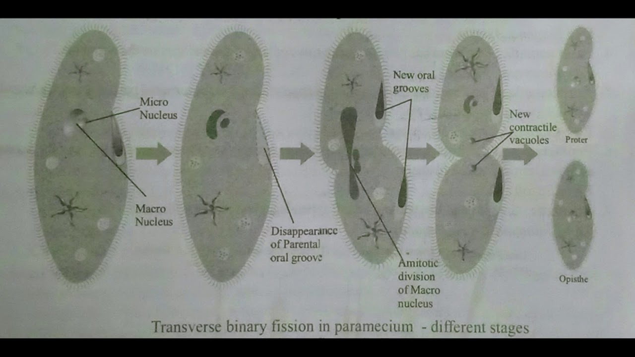 TRANSVERSE BINARY FISSION IN PARAMECIUM || INTER 1st YEAR || BY PHANINDRA GUPTHA
