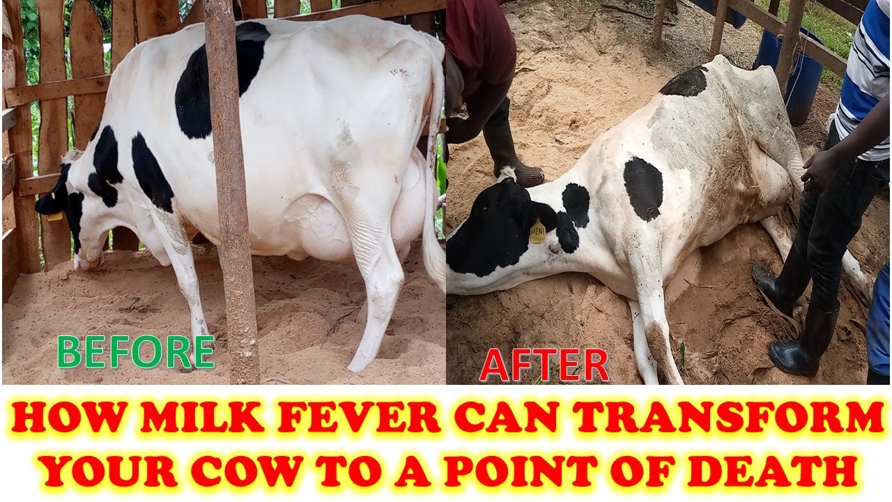 Effects of Milk Fever to Dairy Cows