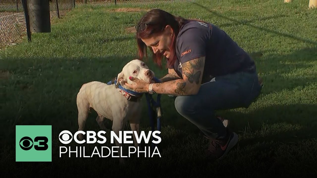 As more people give up their pets due to high costs, get to know these Philly-area programs