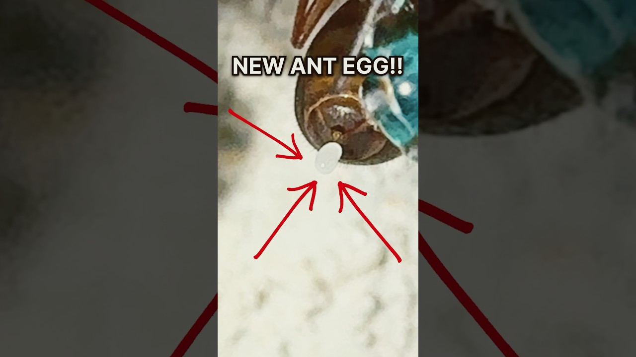 My QUEEEN Ant Laid an EGG!!