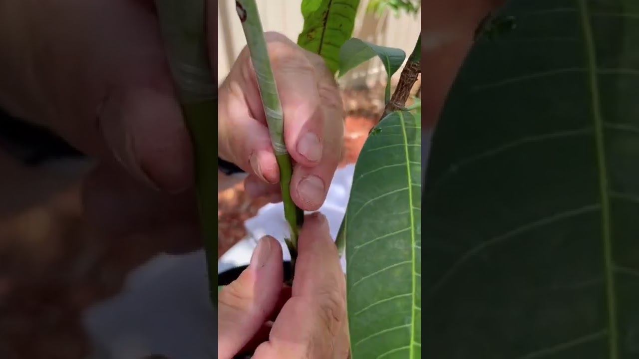 Veneer Grafting at Mango Manor 2nd grafting video