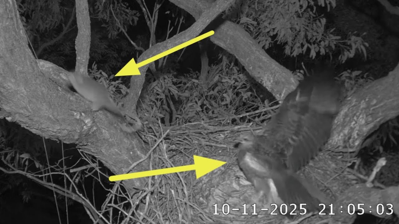 Small eaglet angry reaction on Possum | Sea-EagleCAM | Nov 10, 2025