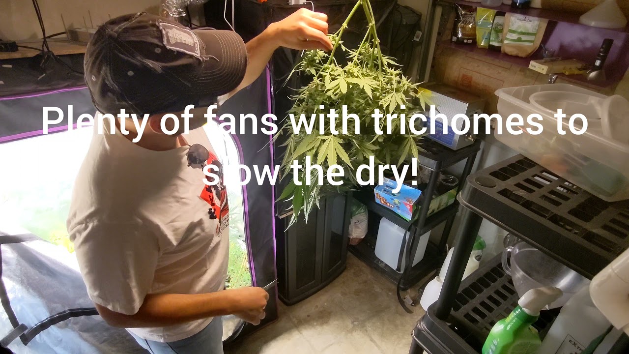 Harvesting and pre-trimming 90% of the Autoflower, then hang drying in the lung tent.