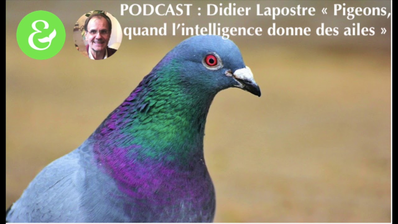 Partie 3 : Conférence de Didier Lapostre sur les pigeons