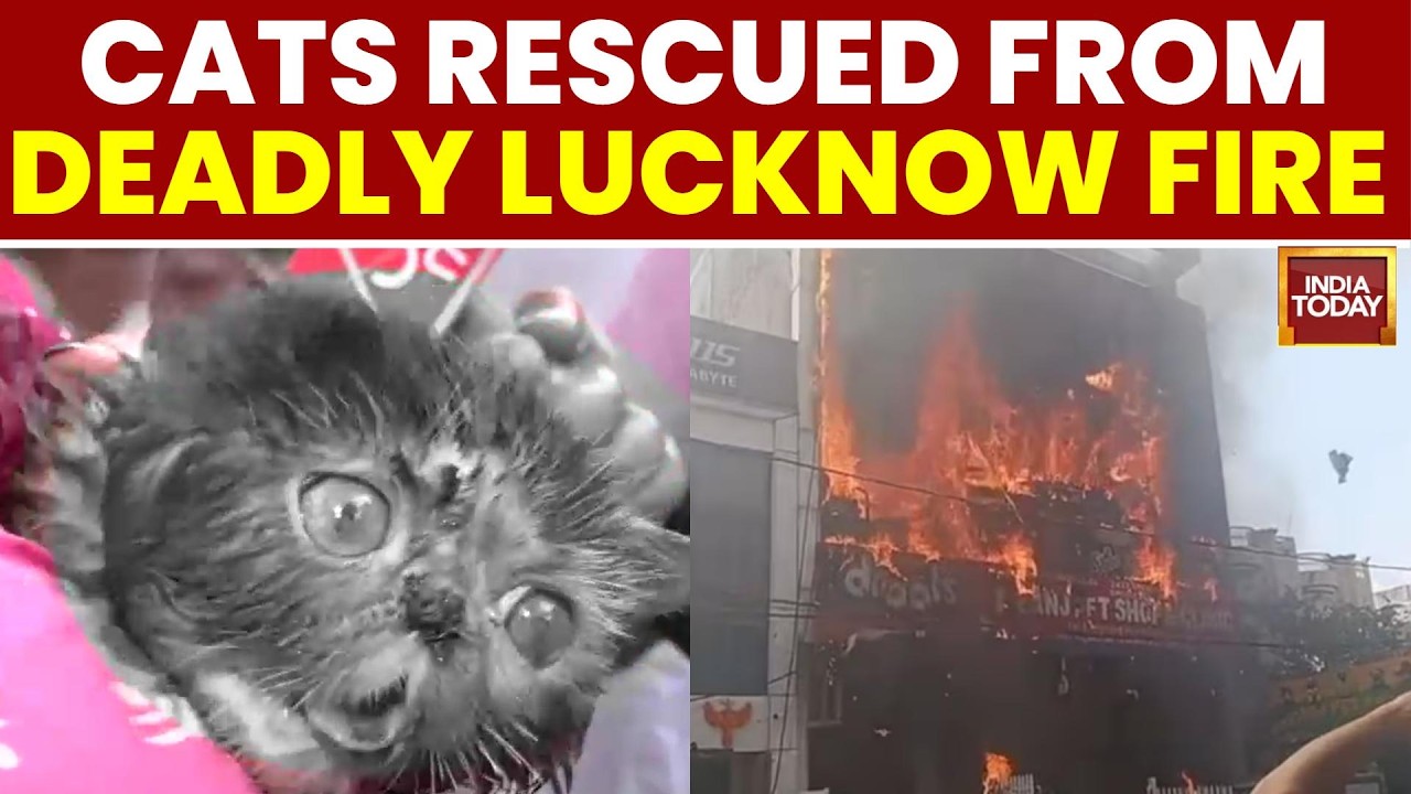 Lucknow Fire: Cats Rescued From Pet Shop As Deadly Fire Claims 15 Lives | India Today