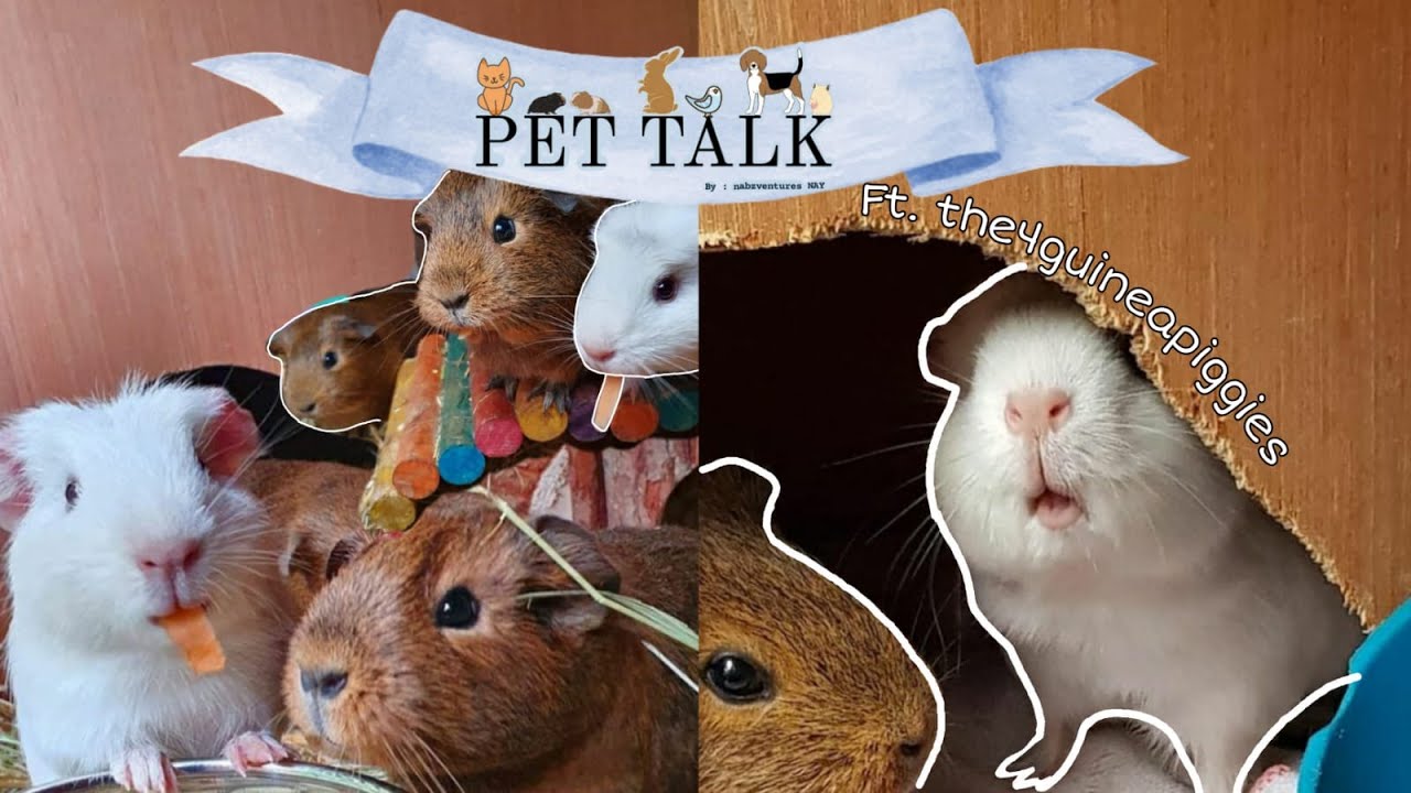Guinea Pigs On A Leash & Harness? Tips And more.. // Pet Talk Ep. 7 // Ft. the4guineapiggies