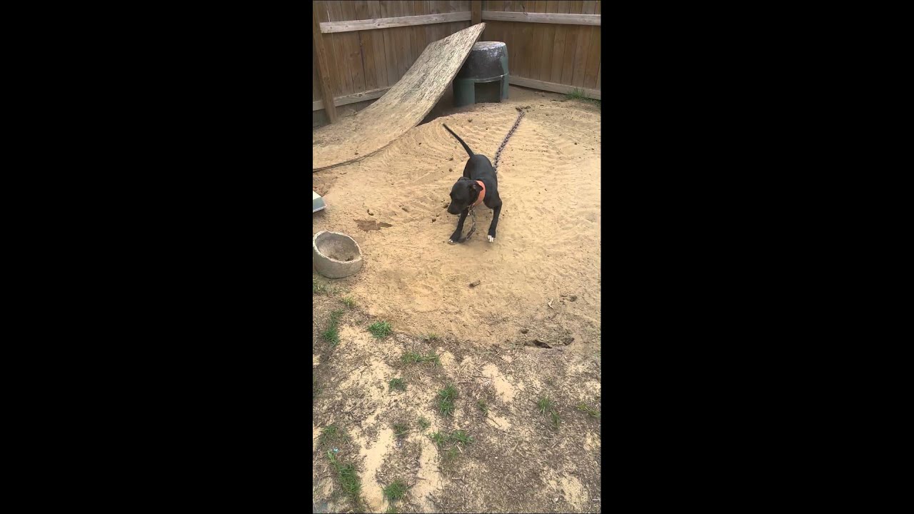 Aotg kennels blackrock blood (EL Chapo)