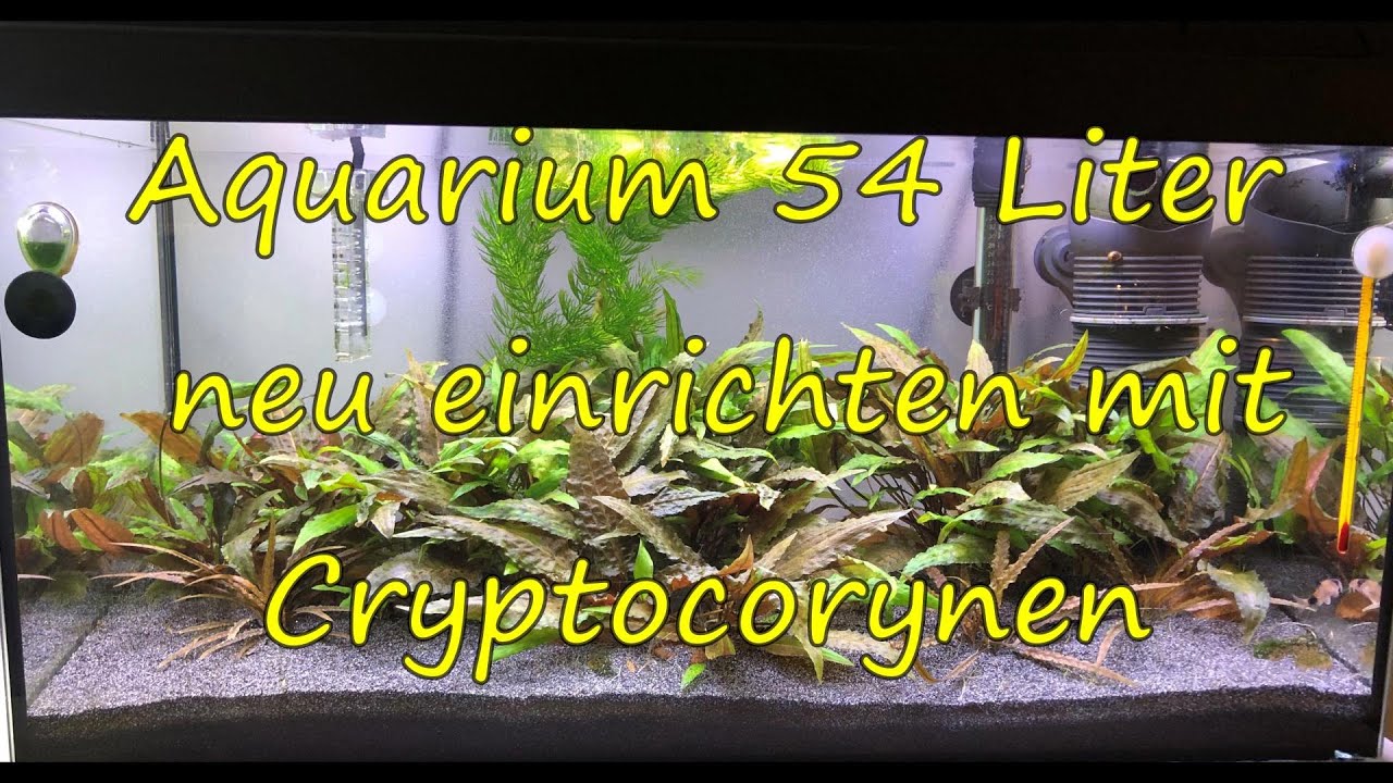 54 Liter Aquarium neu einrichten mit Cryptocorynen + die ersten 2,5 Monate