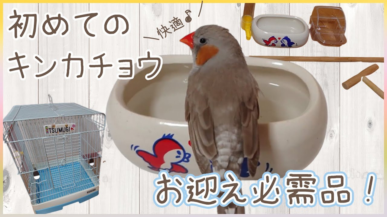 【キンカチョウの飼い方】飼育・お迎えに必要な準備物を知りたい！