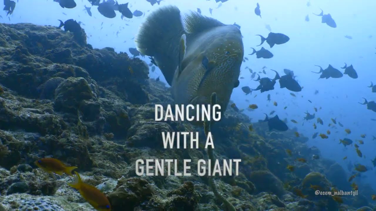 Dancing with a Gentle Giant 'The Napoleon'