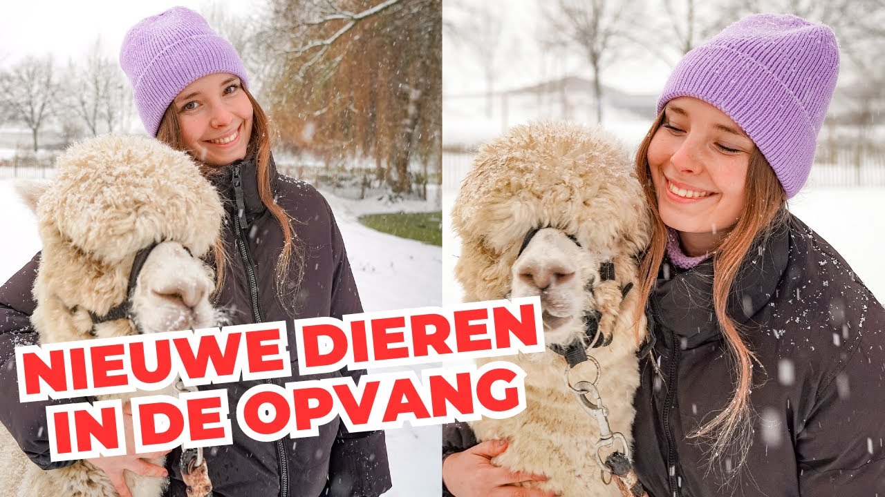 Twee alpaca's opvangen & verhalen over de dieren