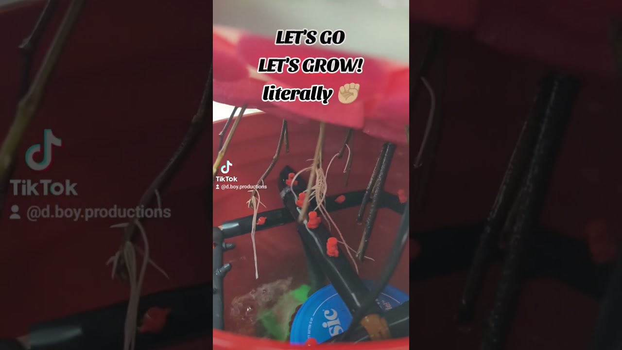 #youtube #garden #viral #satisfying #clone #grow #aeroponics #cannabiseducation #clone #tiktok