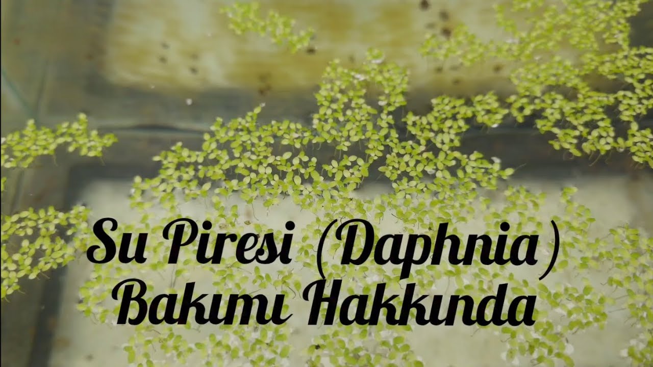 Su Pireleri Bakımı Hakkındaki Deneyimlerim