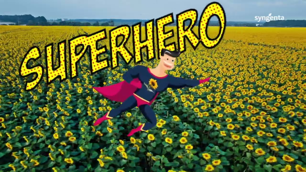 🌻 A napraforgó titkai | Syngenta