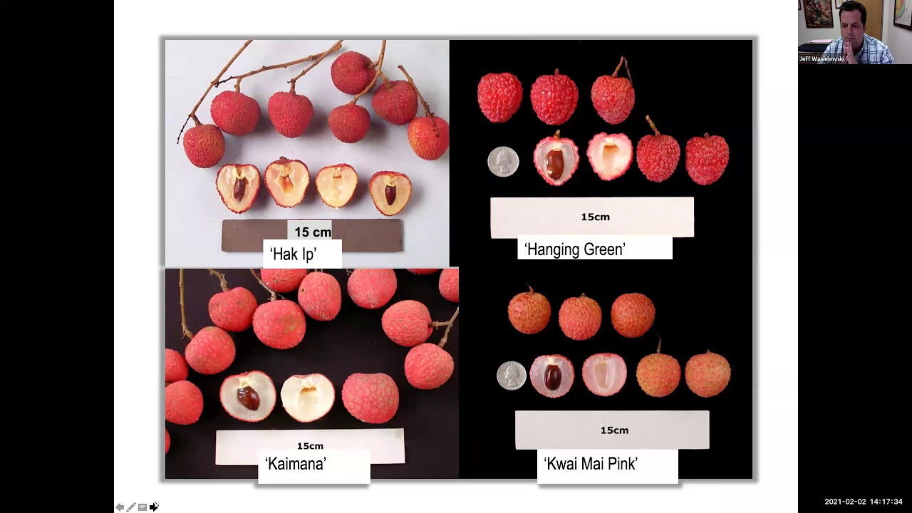 Tropical Fruit Tuesdays: Growing Lychees in South Florida