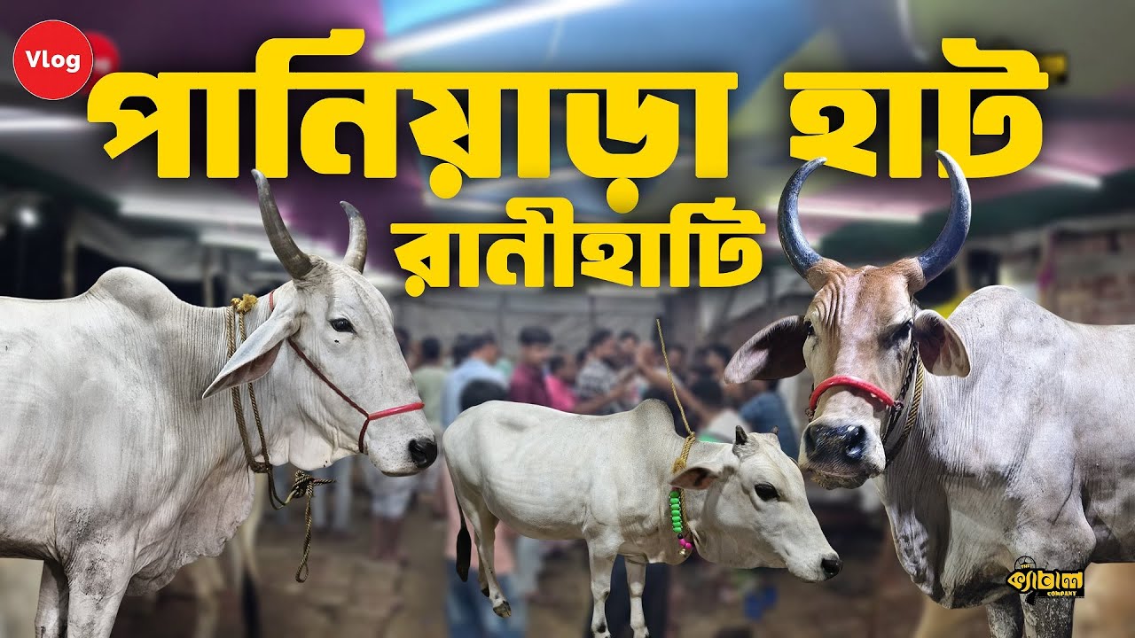 রানীহাটি পানিয়াড়া গরুর হাট 2025 | গরুর হাট ২০২৫ | Paniara Cow Haat 2025 #bakraeid  #cow