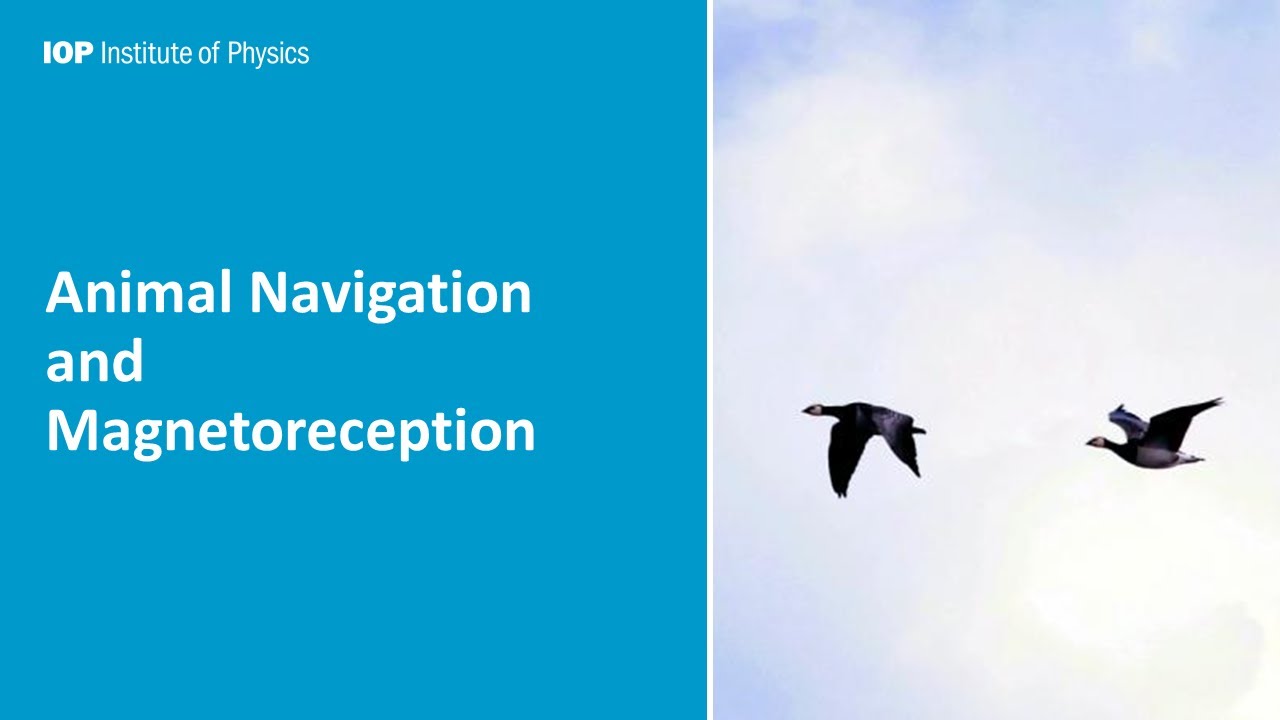Animal Navigation and Magnetoreception - a talk by Dr Kirill Kavokin, hosted by IOP West Midlands
