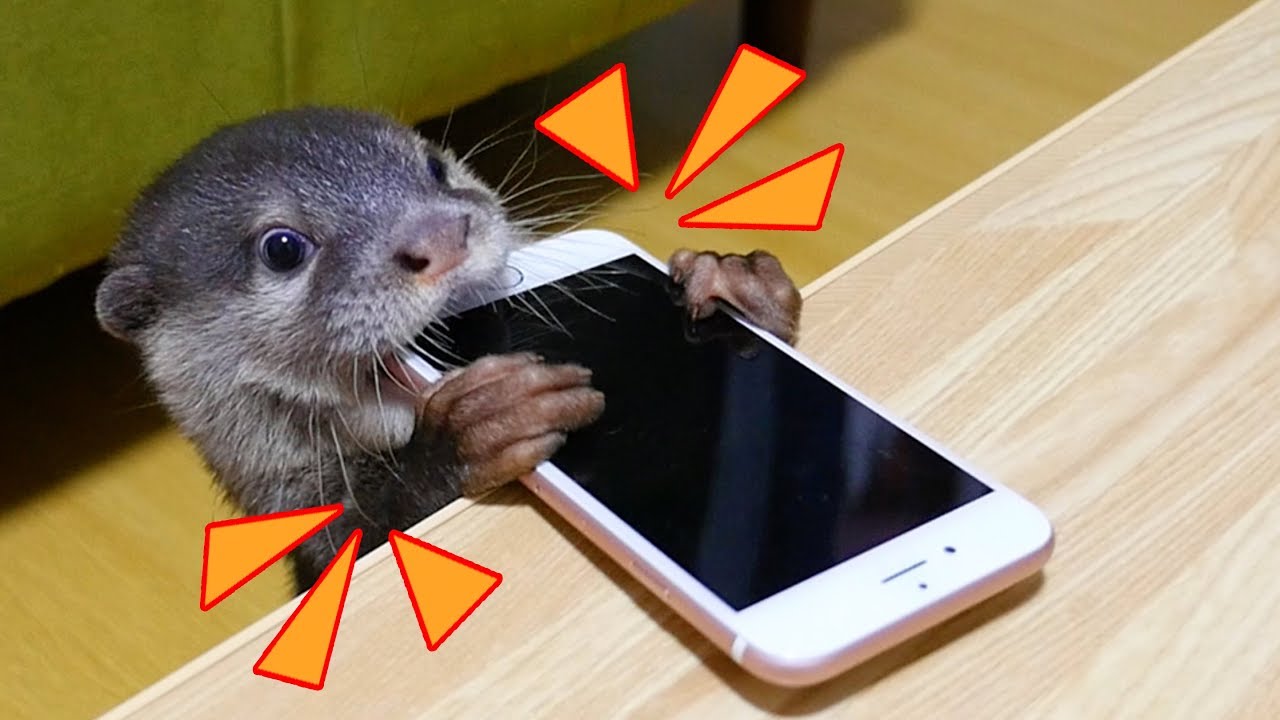 【極悪天使】テーブルにiPhoneを置くと下に引きずり落とす極悪カワウソのビンゴ