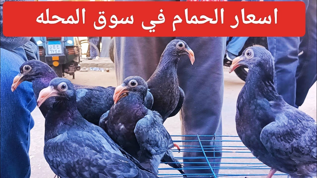 اسعار الحمام 😱الغزار والزينه وزواجل🔥 في سوق المحله الكبرى بارقام التليفونات #العناني
