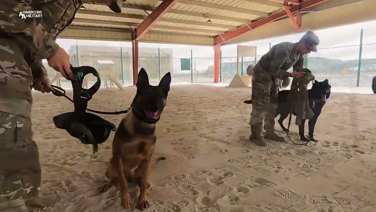 Kuwait Military Working Dogs & Handlers Receive Army Commendation Medals | CAMP ARIFJAN