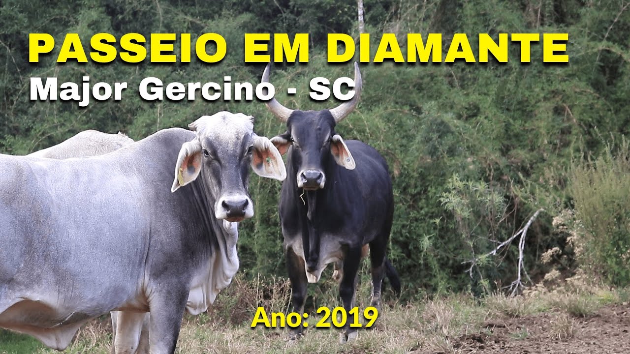 PASSEIO EM DIAMANTE - MAJOR GERCINO - SC    2019