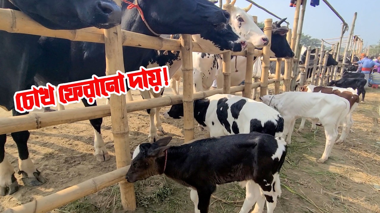একসাথে শত শত গাভী–বাছুর! হযরতপুর হাট যেন এক মায়ার জগৎ | Keraniganj Hazratpur Cow Market
