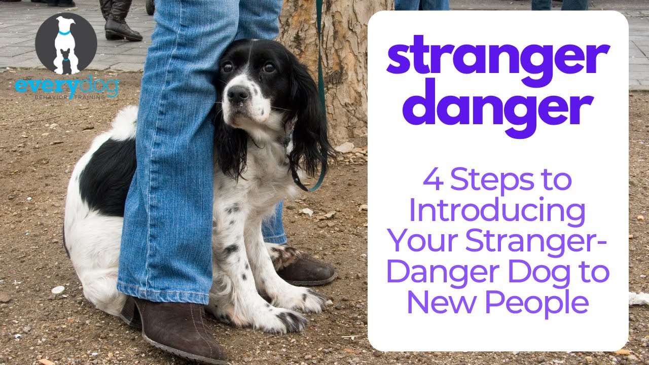 Stranger Danger: 4 Steps to Introducing Your Stranger-Danger Dog to New People
