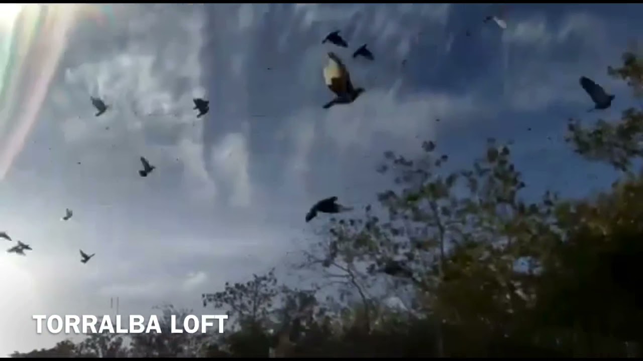 SUELTA DE PALOMAS EN CUBA (SANTIAGO DE CUBA )
